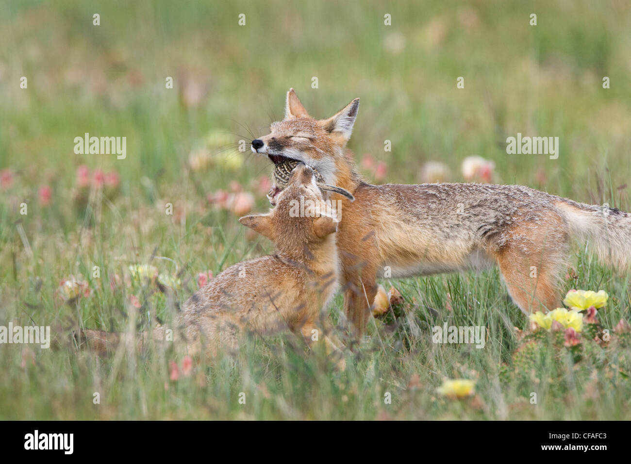 Swift fox Vulpes vulpes velox erogare per adulti Foto Stock