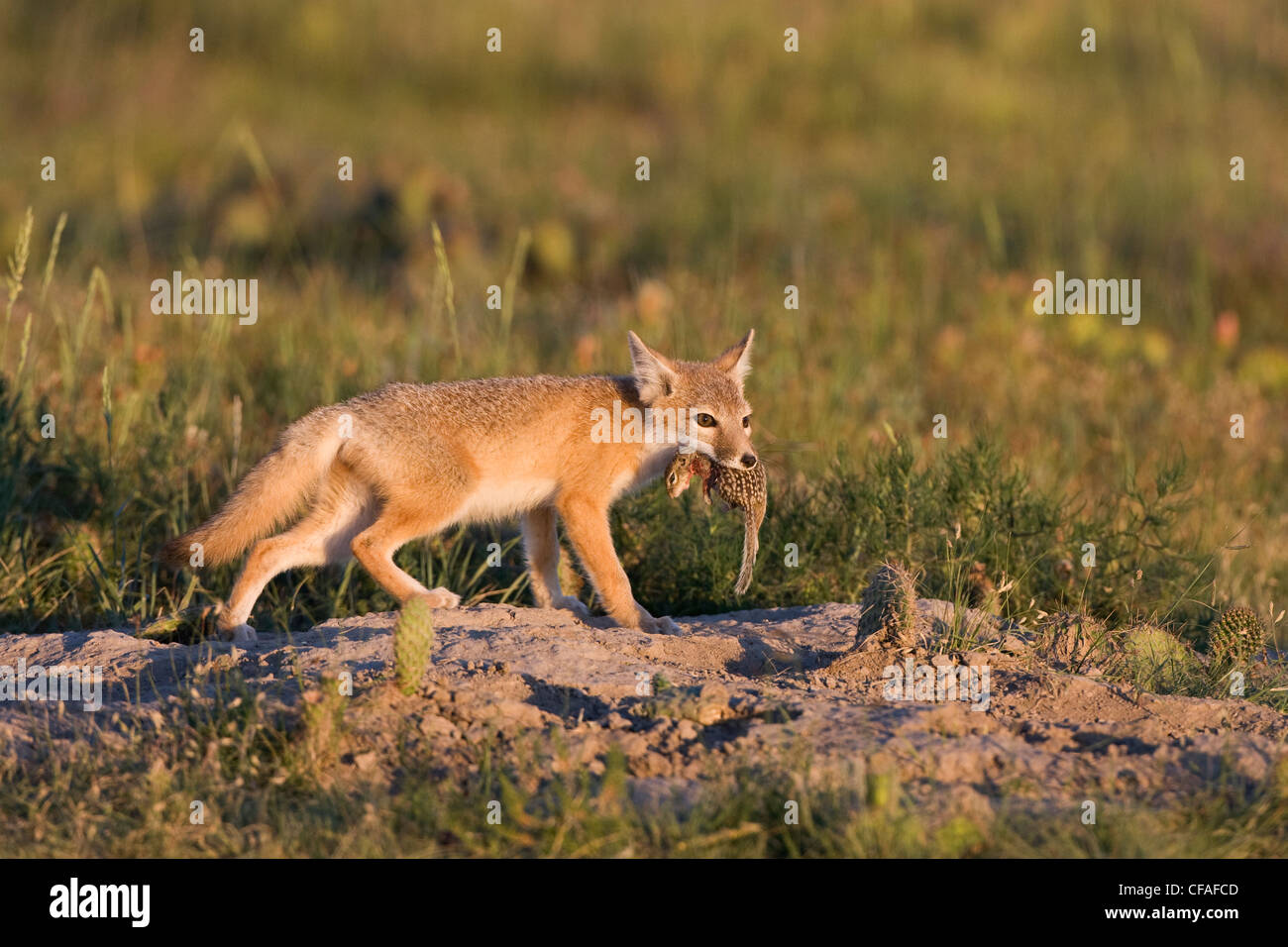 Swift fox Vulpes vulpes velox kit di tredici anni di terra rivestiti Foto Stock