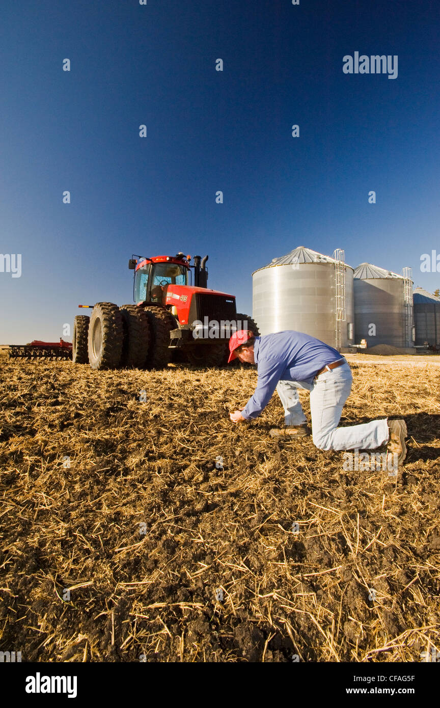 Uomo esamina appena cultivted suolo stoppie di frumento Foto Stock