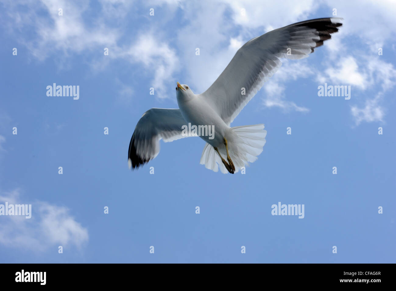 L'Italia, Elba, bird, di gabbiano, sea gull, volare, bianco Foto Stock