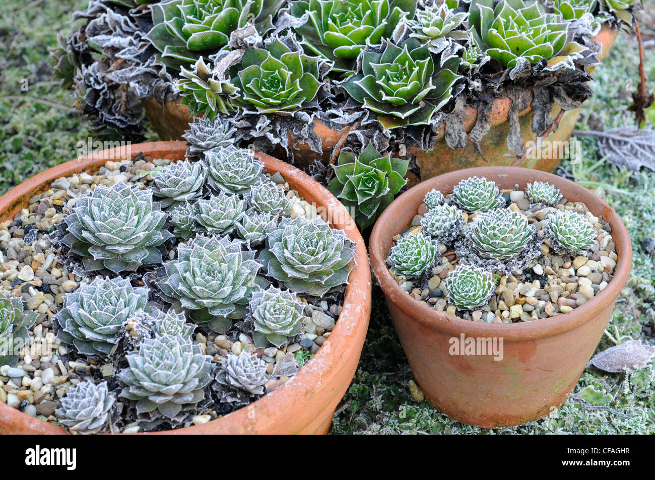 Frosty giardino con piante in vaso compresi sempervivums, REGNO UNITO, Dicembre Foto Stock