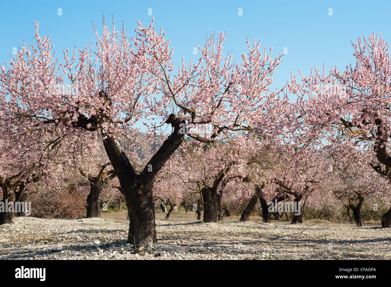 Campo di mandorla durante il mandorlo blossom Foto Stock