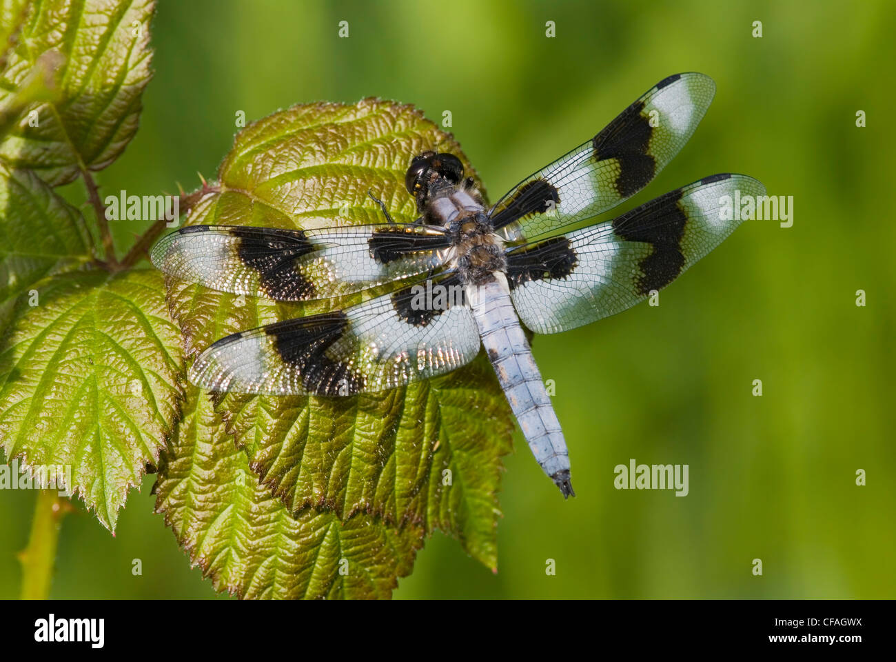 Dodici maculato (Skimmer Libellula pulchella), British Columbia, Canada. Foto Stock