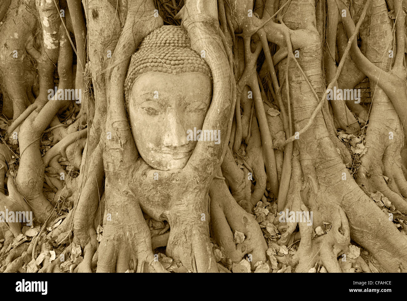 Un Buddha carving coperti da radici di albero presso il tempio di Wat Phra Mahathat, Ayuthaya, Thailandia. Foto Stock