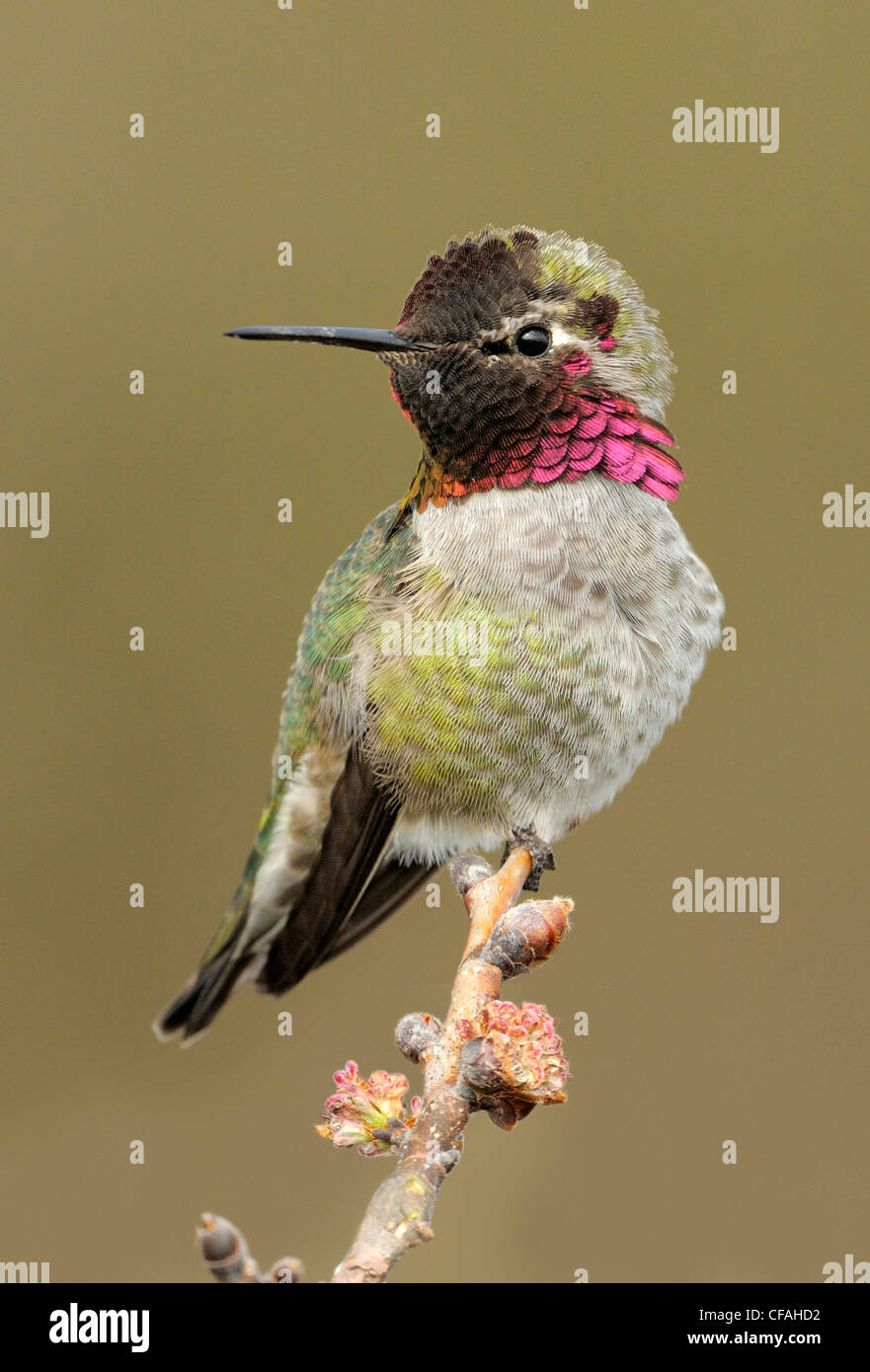 Maschio di Anna (Hummingbird Calypte anna) appollaiato su un ramo. Foto Stock