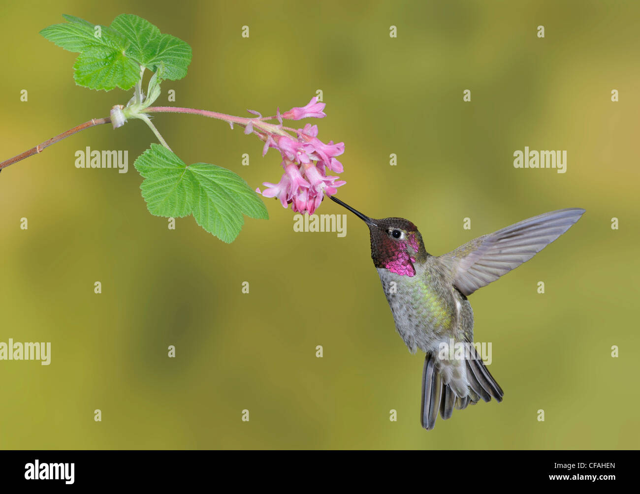 Maschio di Anna (Hummingbird Calypte anna) alimentazione del nettare di un fiore. Foto Stock