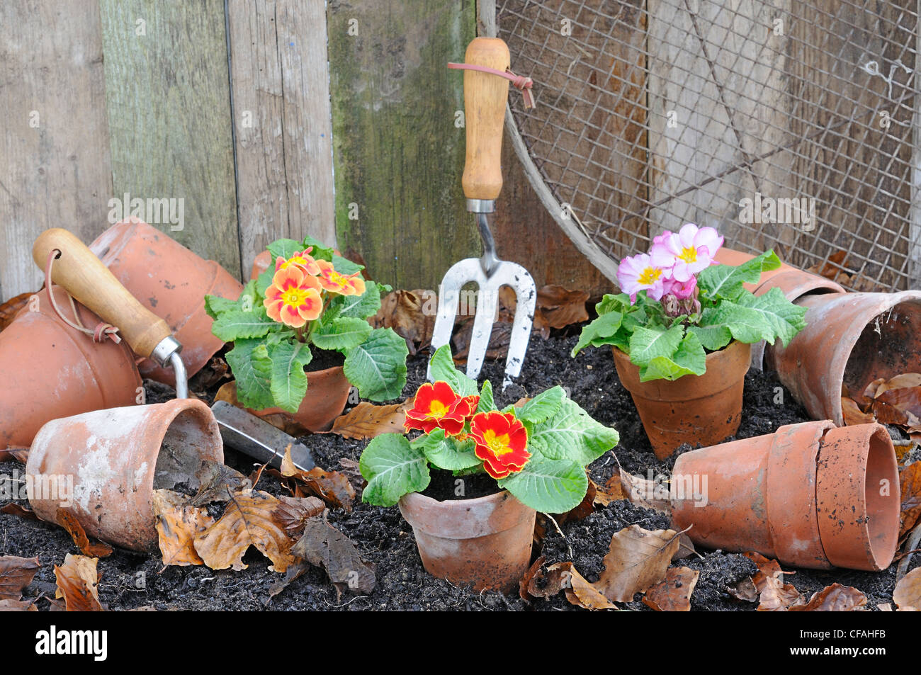Rustico giardino primavera scena con primule, vasi di terracotta e attrezzi da giardino. Foto Stock