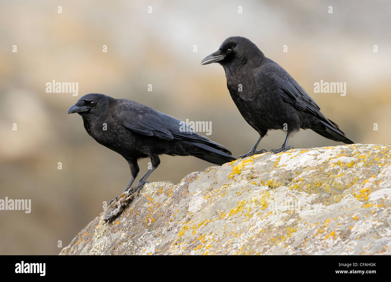 Due corvi nordoccidentale (Corvus caurinus) arroccata su una roccia. Foto Stock