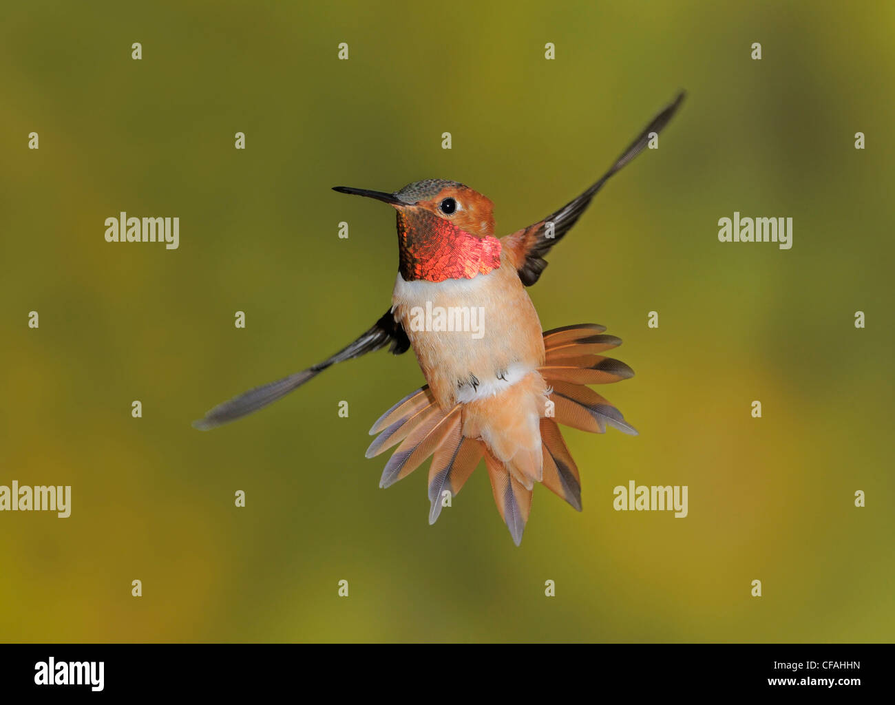 Voce maschile Rufous Hummingbird (Selasphorus rufus) in volo. Foto Stock