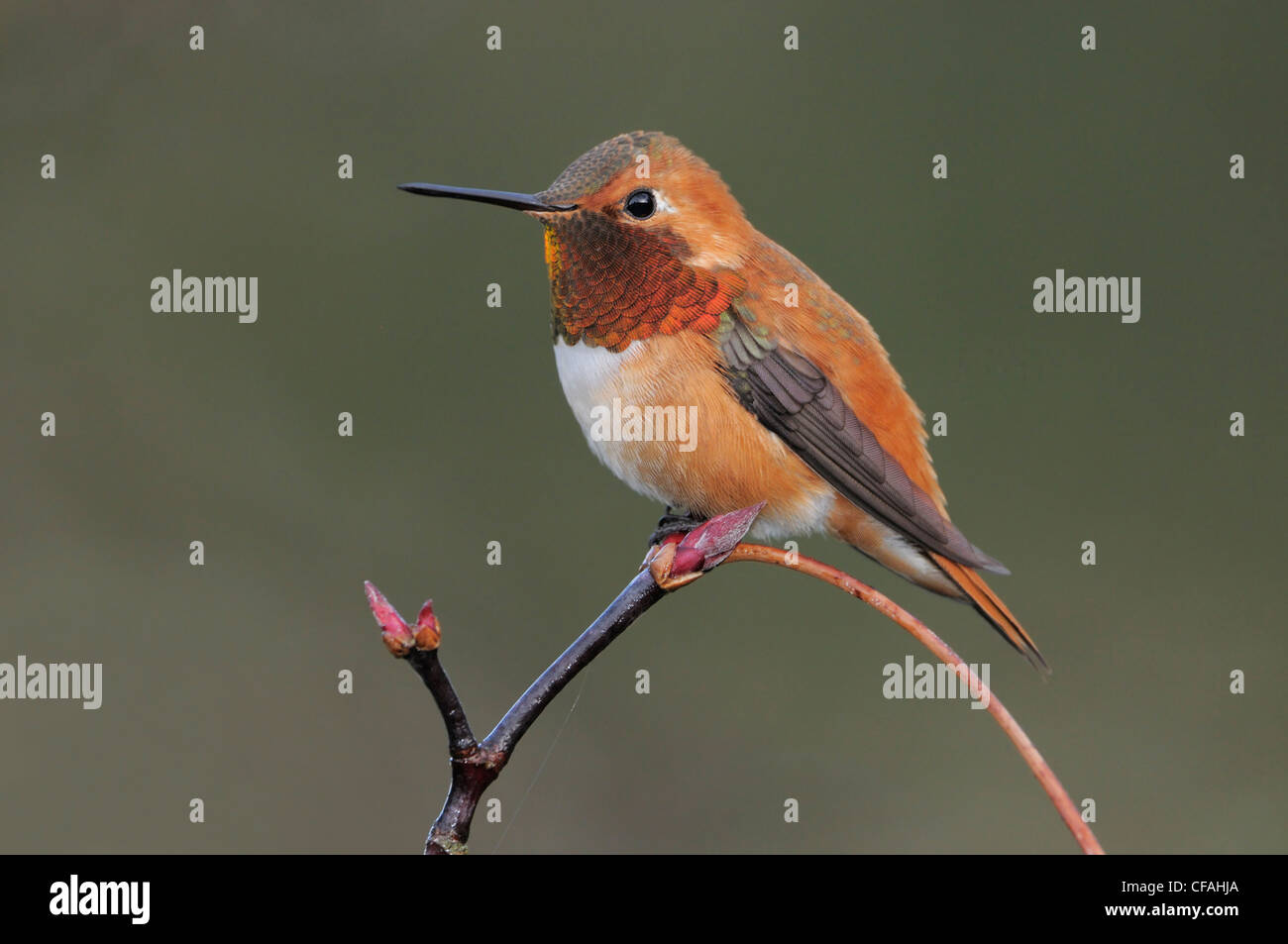 Voce maschile Rufous Hummingbird (Selasphorus rufus) appollaiato su un ramo. Foto Stock