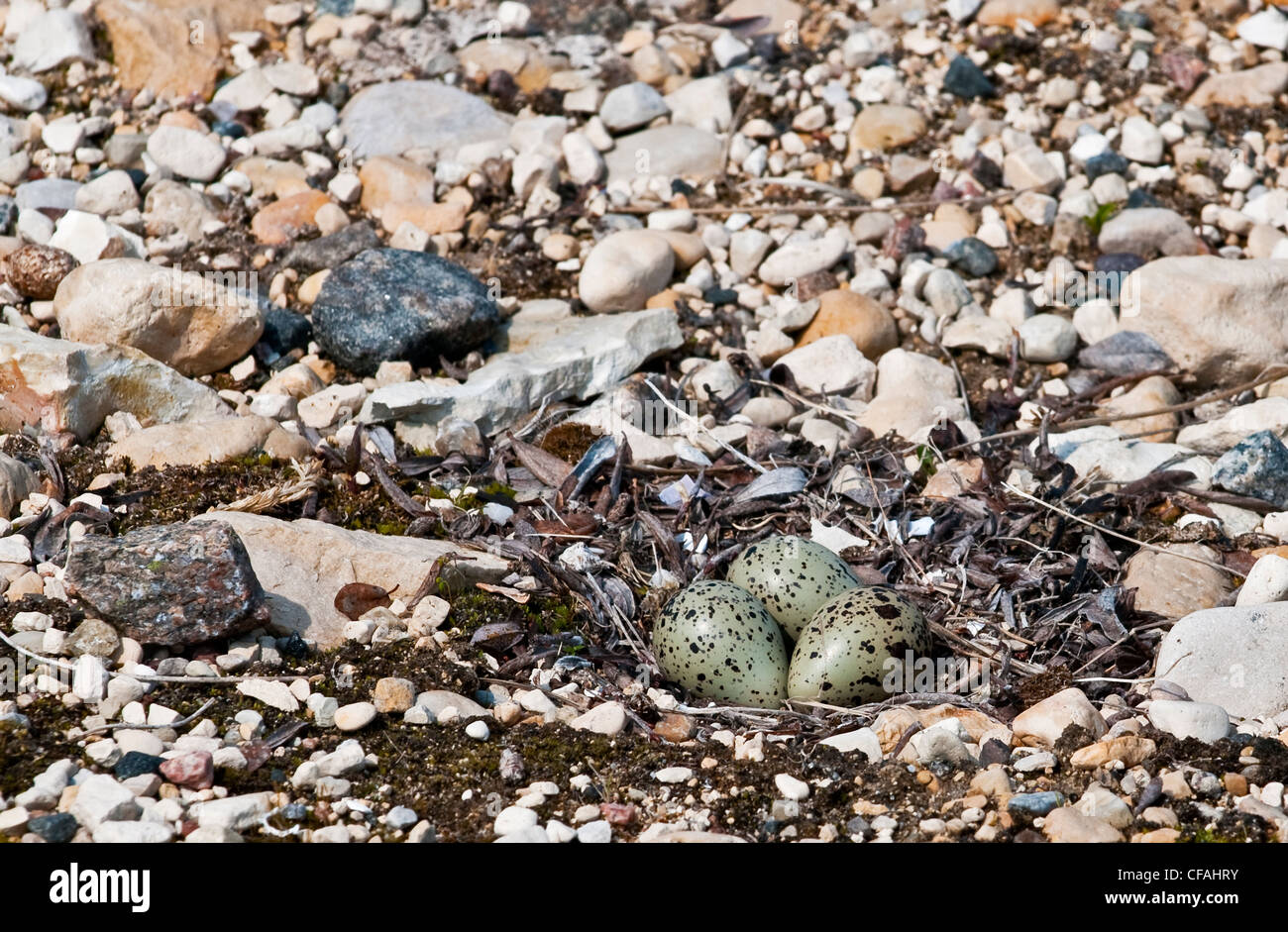 Tre Semipalmated Plover (Charadrius semipalmatus) uova in un nido, Manitoba, Canada. Foto Stock