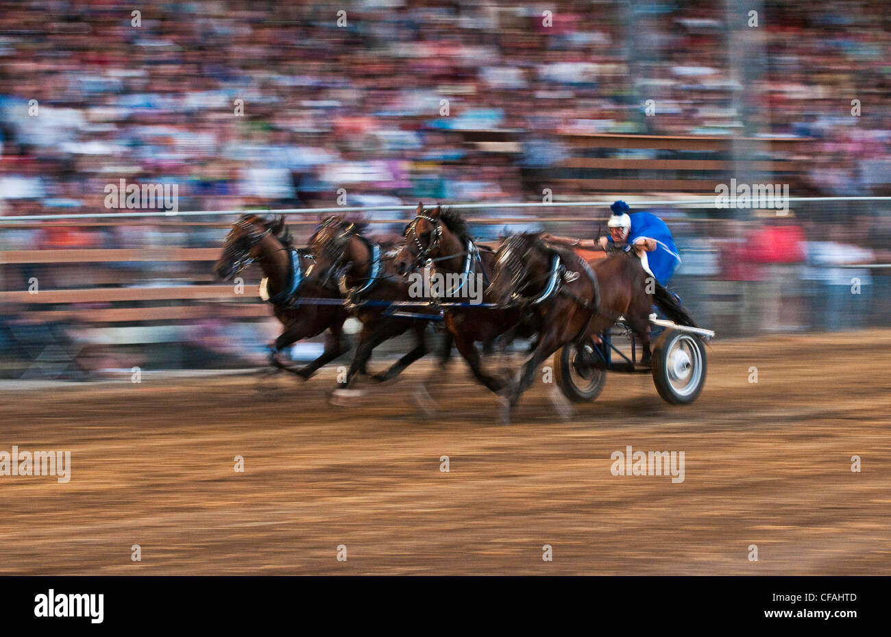 Chariot racing, Austin Rodeo, Manitoba, Canada. Foto Stock