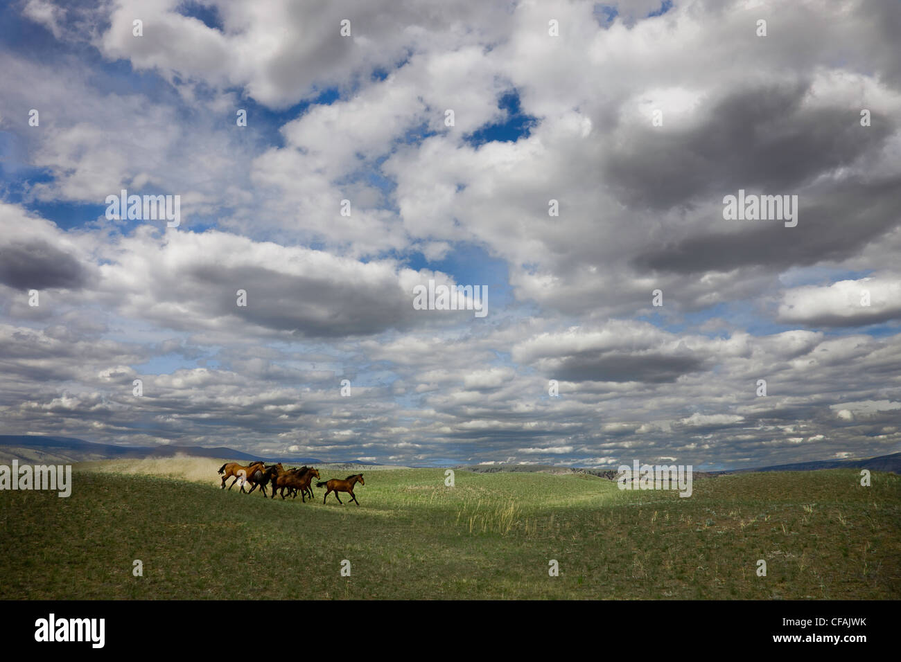 I cavalli selvatici in esecuzione sulla storica pista Ranch in British Columbia, Canada. Foto Stock