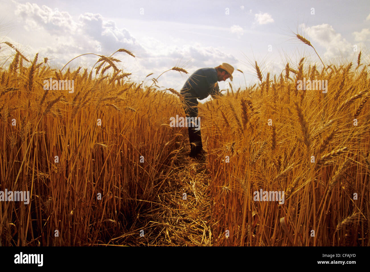 Agricoltore ispezione di grano di inverno vicino Oakbank, Manitoba, Canada. Foto Stock