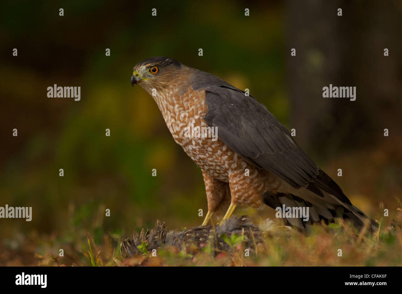 Cooper's Hawk (Accipiter cooperii) appollaiato sulla sua preda. Foto Stock