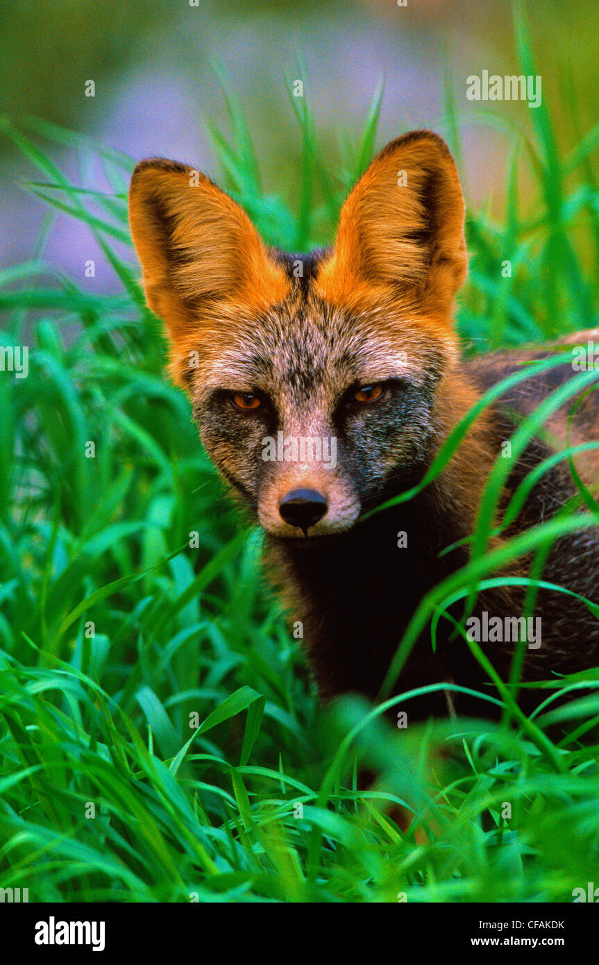 Red Fox (fase incrociata) - (Vulpes vulpes vulpes) in erba alta. Foto Stock