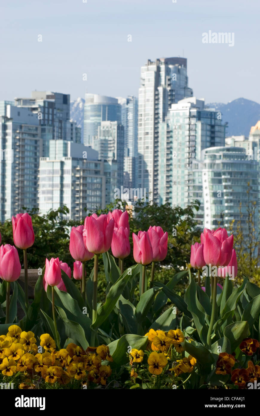 Tulipani e una vista del centro cittadino dal Parco Choklit, Vancouver, British Columbia, Canada. Foto Stock