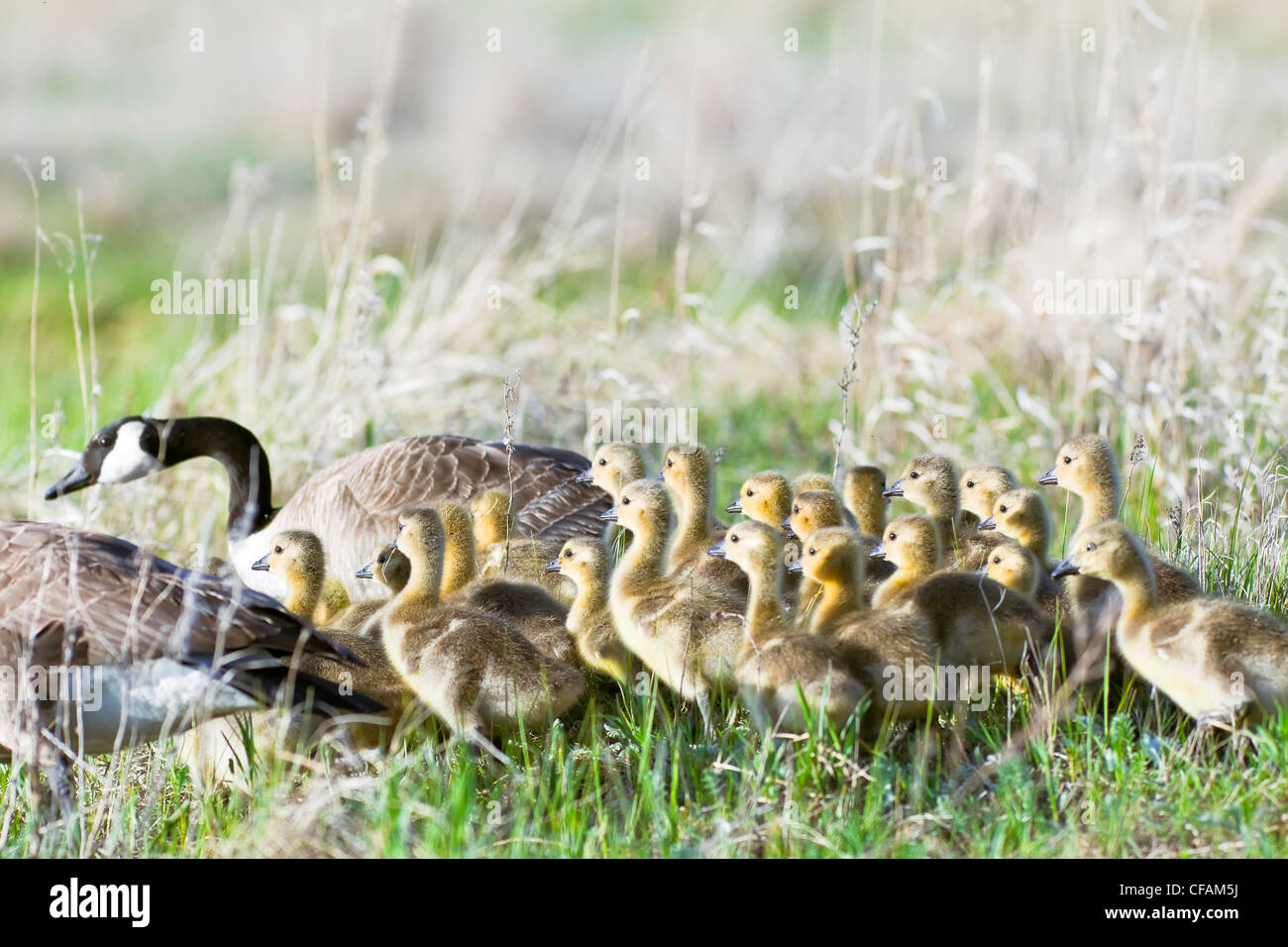 La grande famiglia di Oche del Canada e Goslings in primavera, Rovere Amaca Marsh, Manitoba, Canada. Foto Stock