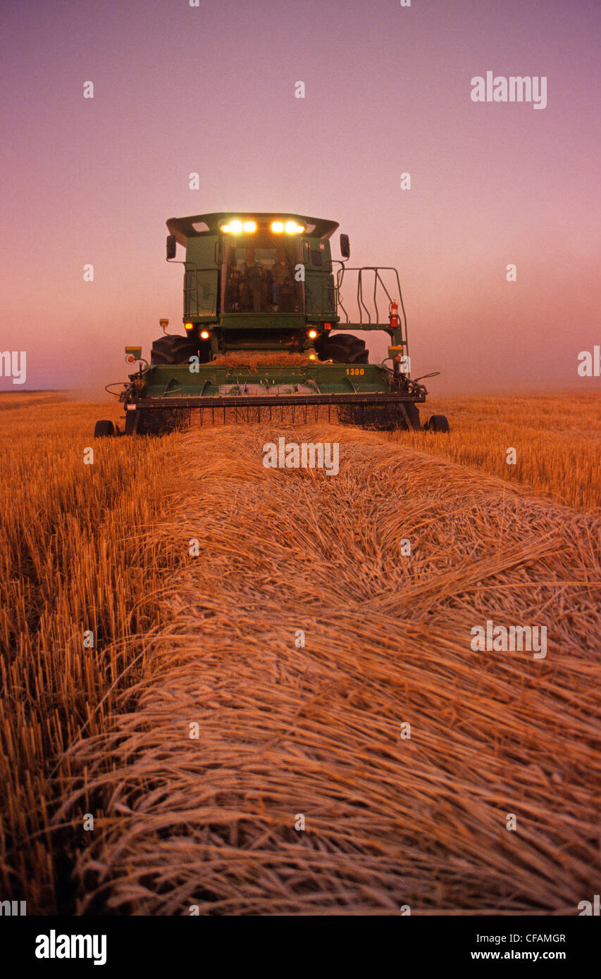 Una mietitrebbia raccolto frumento primaverile nella luce della sera, nei pressi di Dugald, Manitoba, Canada Foto Stock