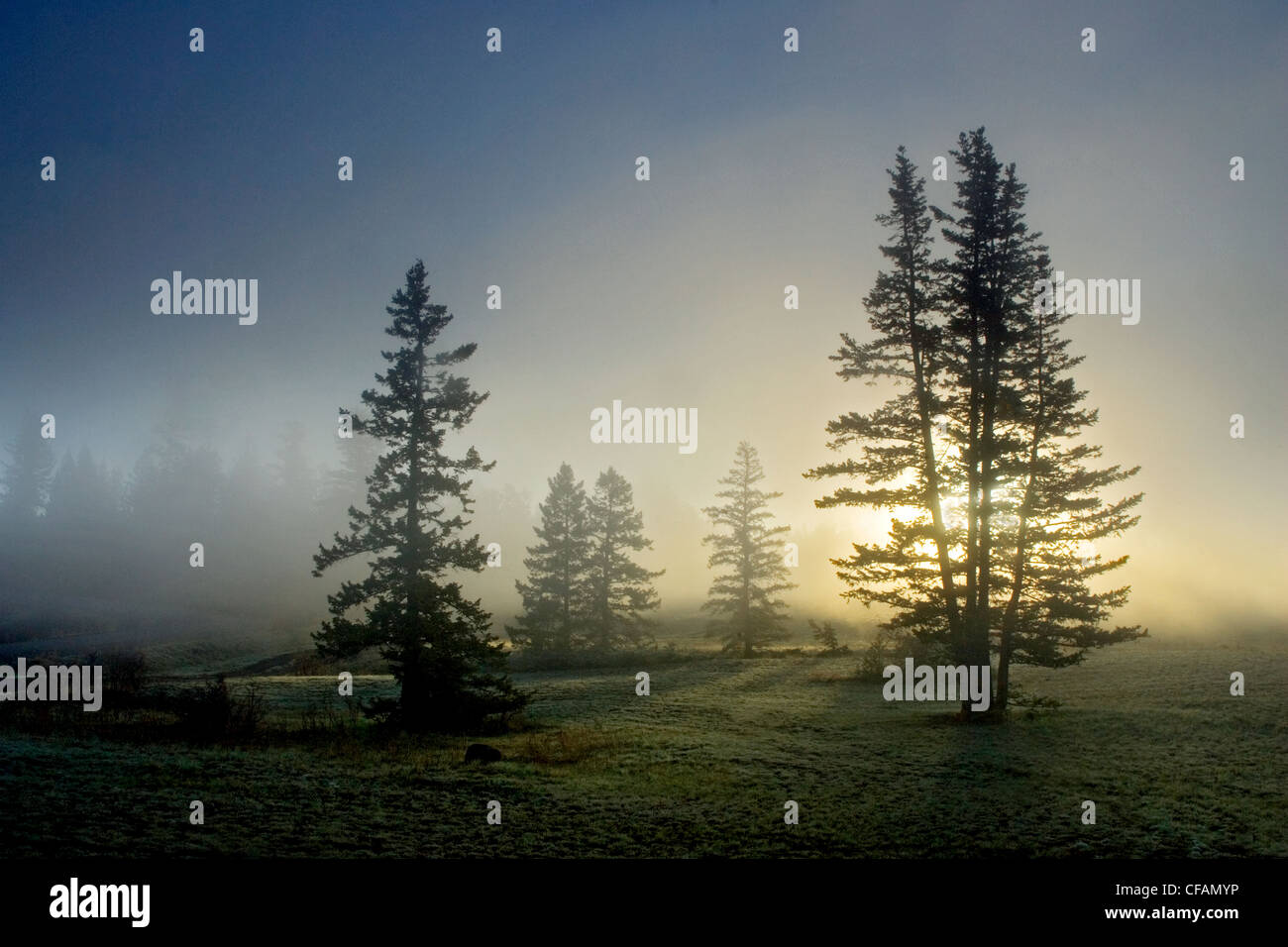 Misty sunrise allo svincolo pecore gamma Parco Provinciale, British Columbia, Canada Foto Stock