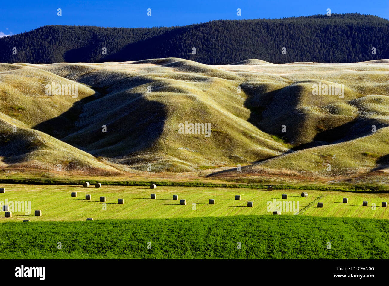 Campo di fieno sulla pista Ranch, Chilcotin la regione centrale del British Columbia, Canada Foto Stock