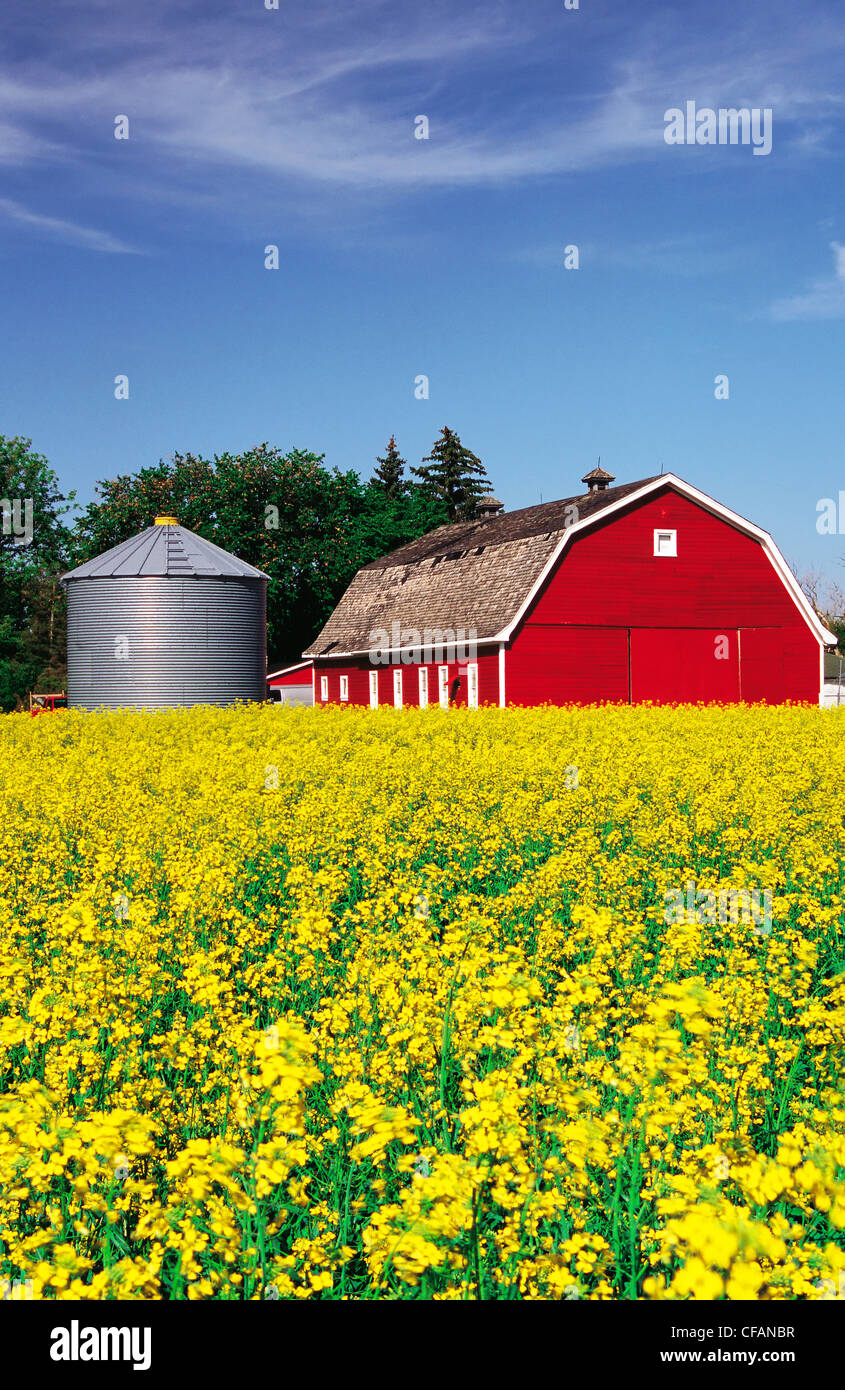 Blooming canola field con granaio rosso e la granella in background vicino a Winnipeg, Manitoba, Canada Foto Stock