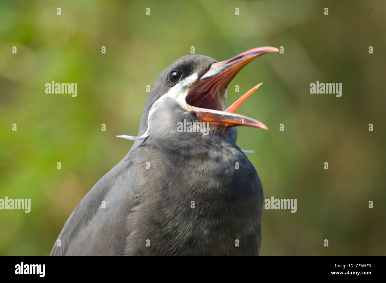 Inca Tern (Larosterna inca) Foto Stock