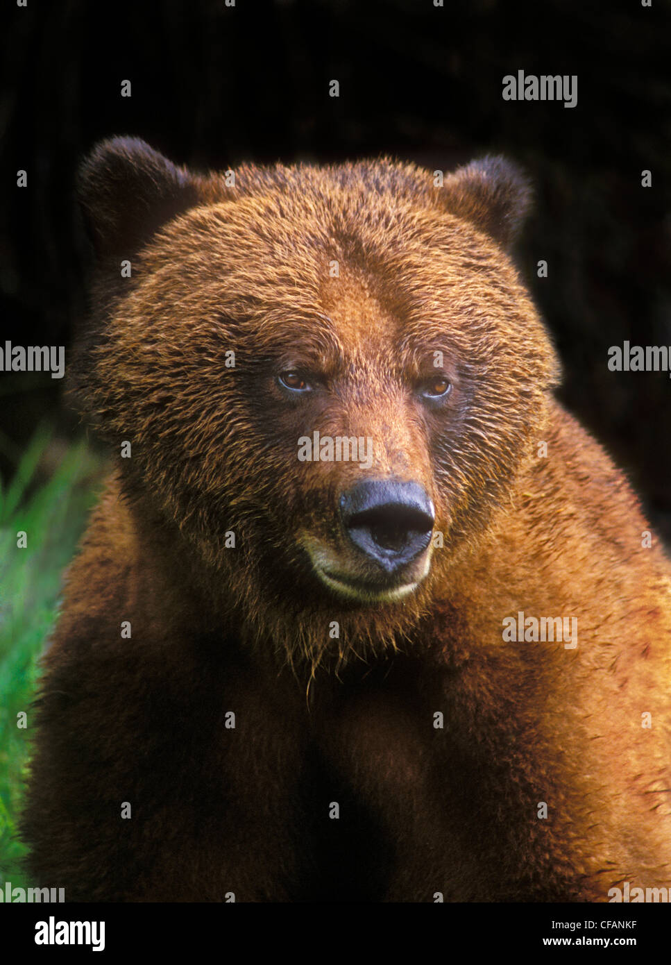 Orso grizzly nella valle Khutzemateen sulla costa centrale della British Columbia, Canada Foto Stock