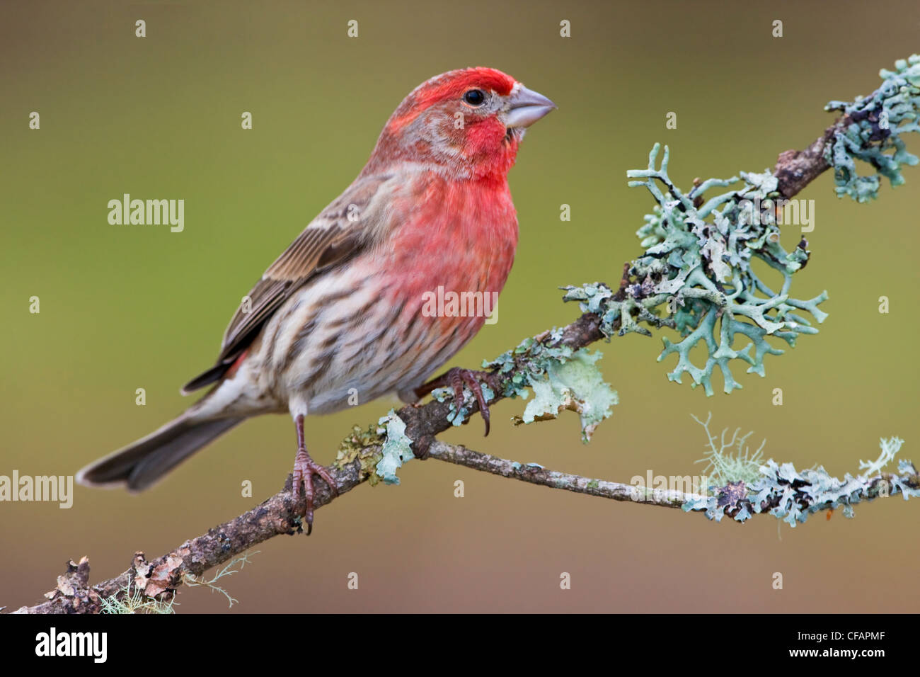 House Finch (Carpodacus mexicanus) appollaiato su un ramo in Victoria, Isola di Vancouver, British Columbia, Canada Foto Stock
