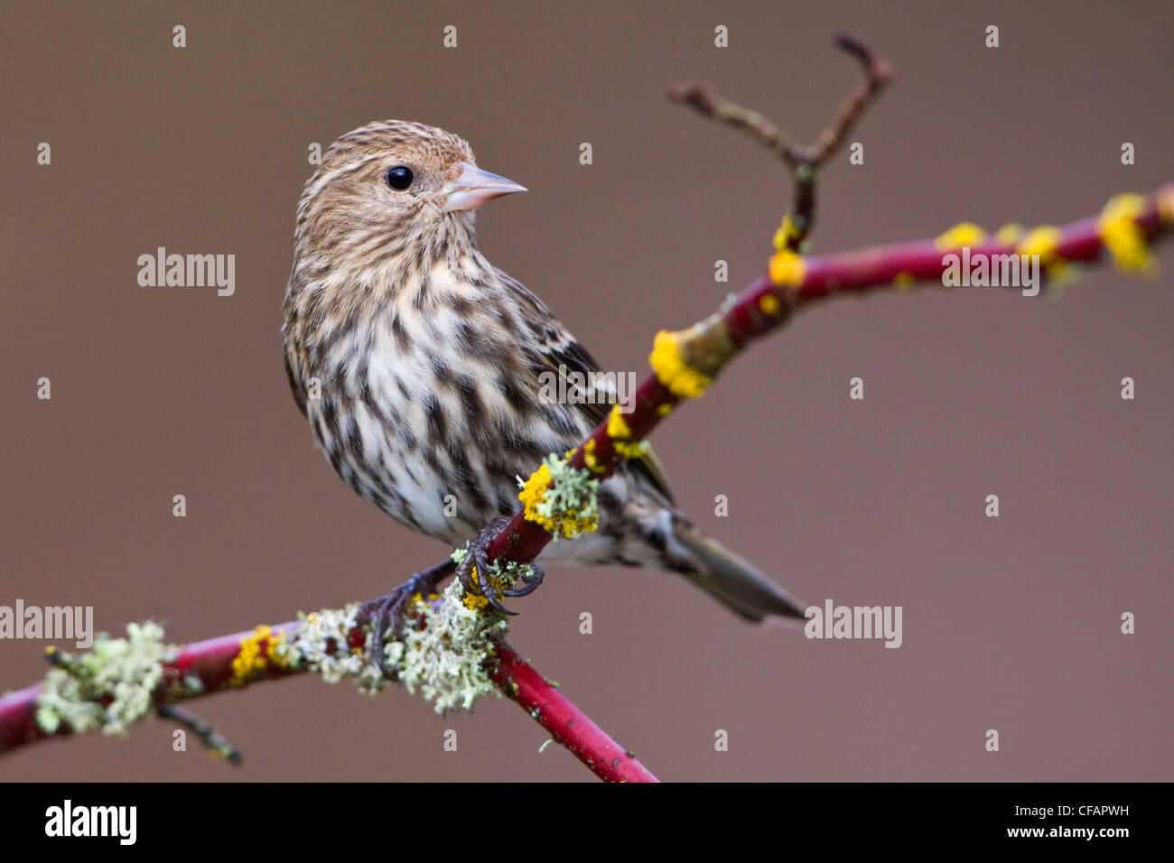 Pino (lucherino Carduelis pinus) appollaiato su un ramo in Victoria, Isola di Vancouver, British Columbia, Canada Foto Stock