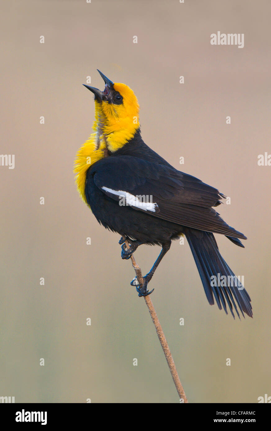 Giallo-guidato blackbird (Xanthocephalus xanthocephalus) arroccato su bullrush, Mosè area lacustre, Washington, Stati Uniti d'America Foto Stock