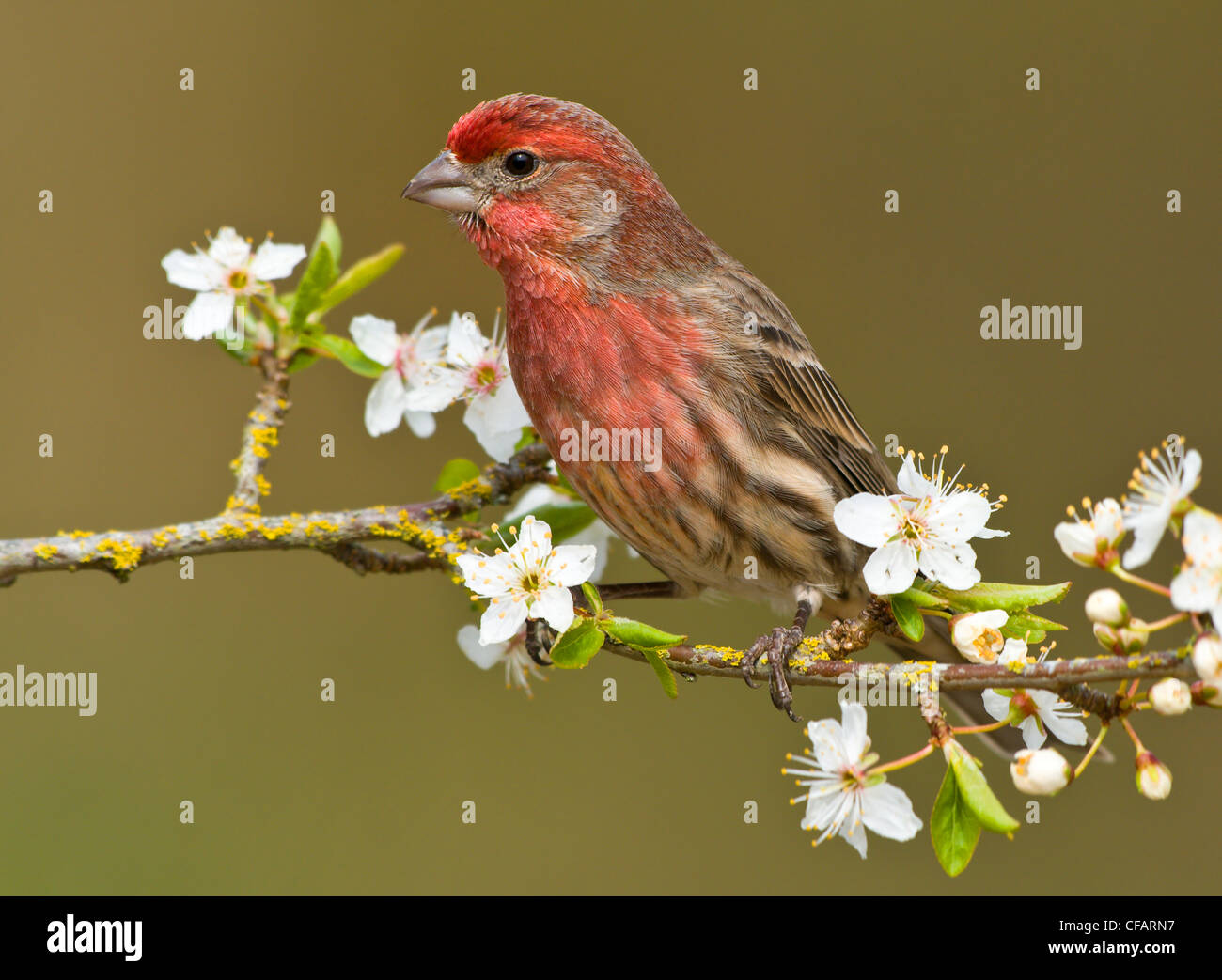 Casa maschio finch (Carpodacus mexicanus) su fiori di susina a Victoria, Isola di Vancouver, British Columbia, Canada Foto Stock