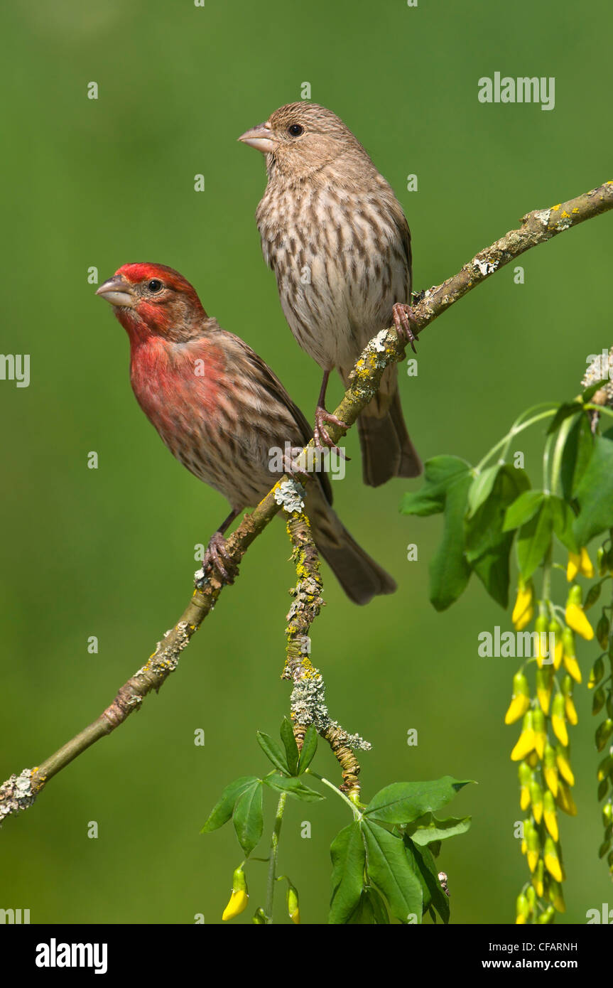 Maschio e femmina fringuelli Casa (Carpodacus mexicanus) su fiori di susina a Victoria, Isola di Vancouver, British Columbia, Canada Foto Stock