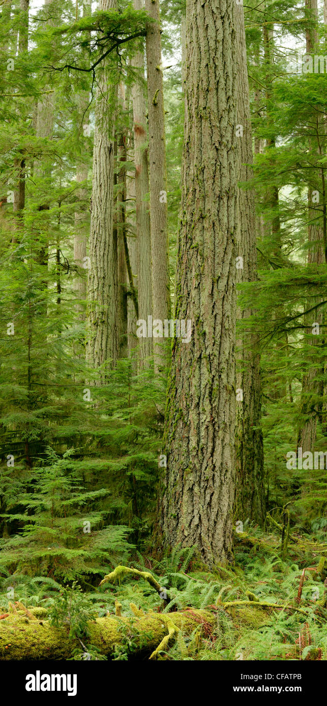 Il gigante Douglas firs di Cattedrale Grove, MacMillan Parco Provinciale, Isola di Vancouver, British Columbia, Canada Foto Stock