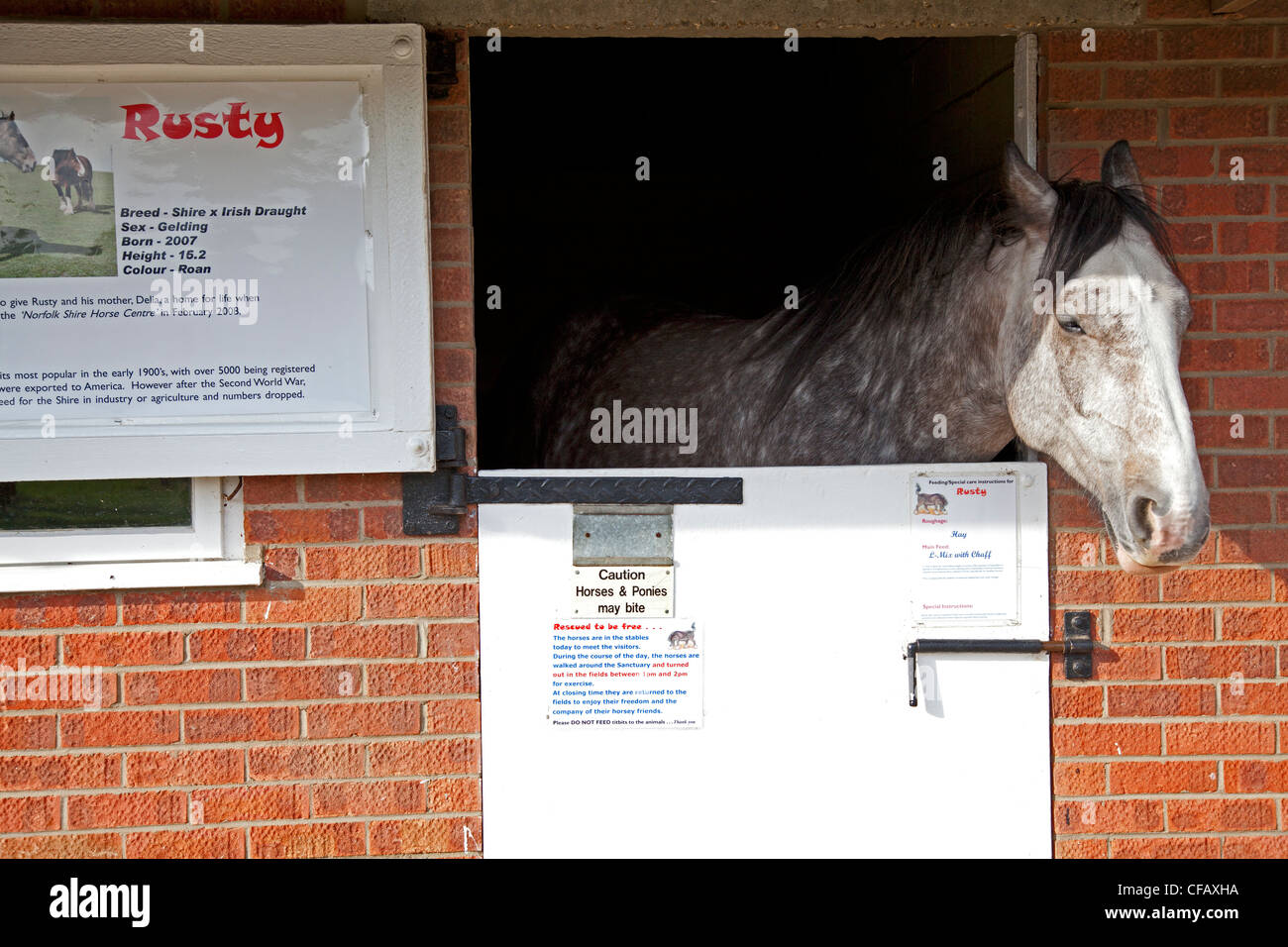 Cavallo in stabile a Hillside Animal Sanctuary, West Runton, Norfolk Foto Stock