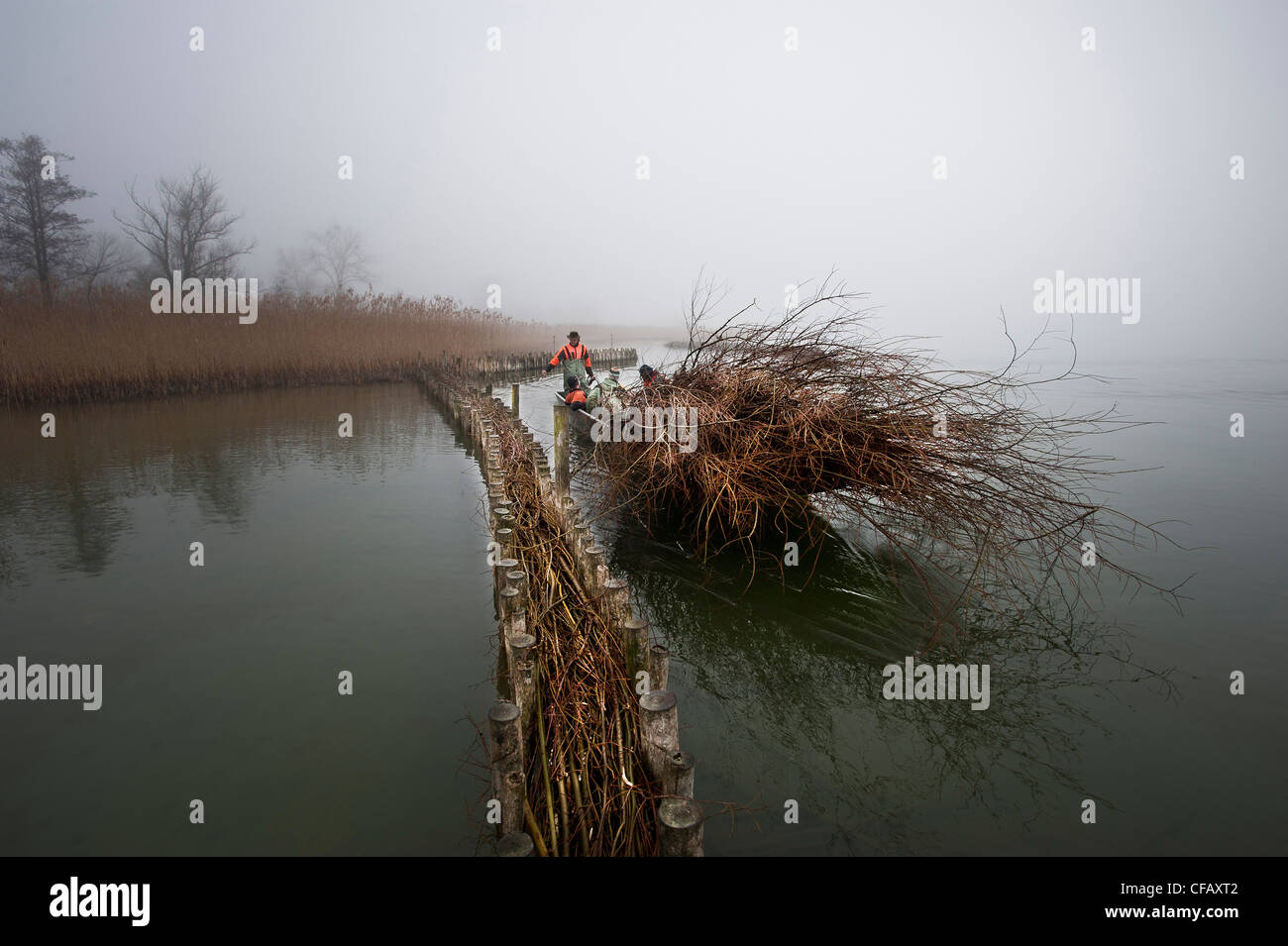 Protezione della sponda, il Lago di Biel, lago, pascoli, salici, la natura, la conservazione della natura, disoccupato progetto del lago, acqua, r Foto Stock