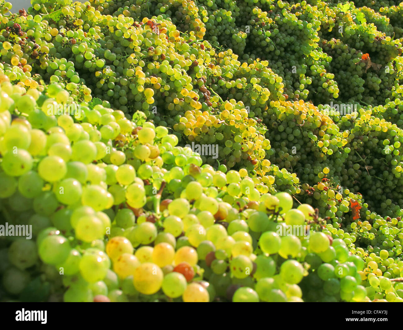 Le uve, cluster, bianco, bacche, vintage, vendemmia, viticoltura, il raccolto, il raccolto, Franconia, Germania, vino Foto Stock