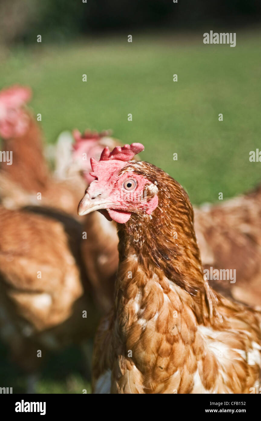 Un isolato di salvataggio (ex batteria) pollo Foto Stock