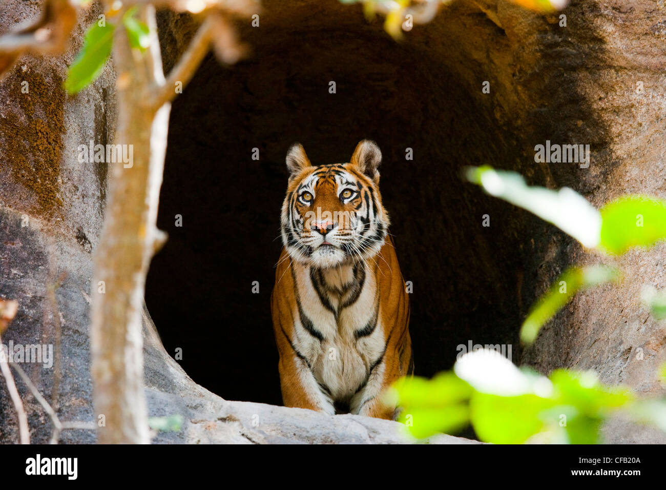 Tigre del Bengala, Bandhavgarh National Park, Madhya Pradesh, India Foto Stock