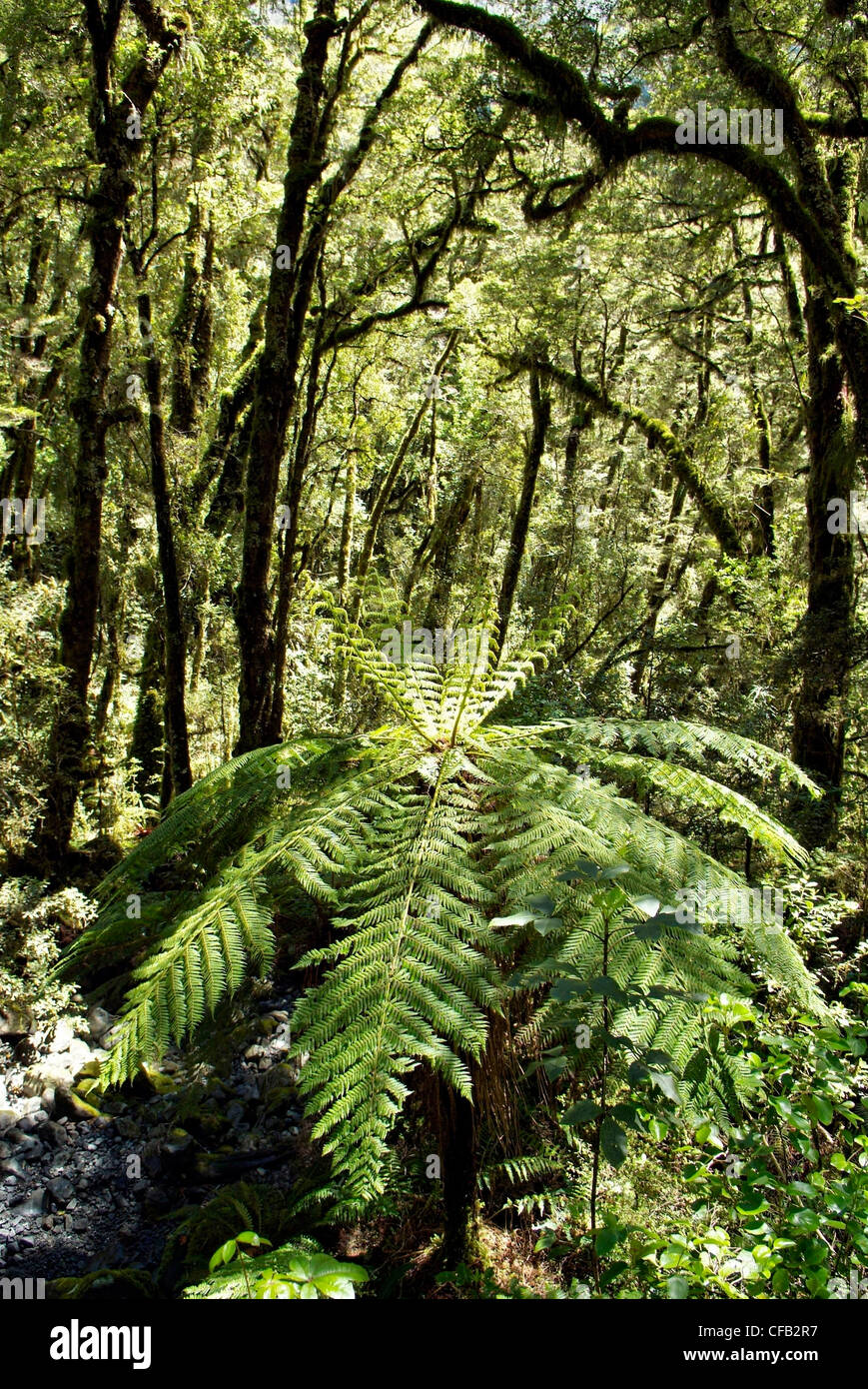 Nuova Zelanda, Isola del Sud, Fern Tree visto sulla strada a Milford Sound, Piopiotahi in Maori Foto Stock