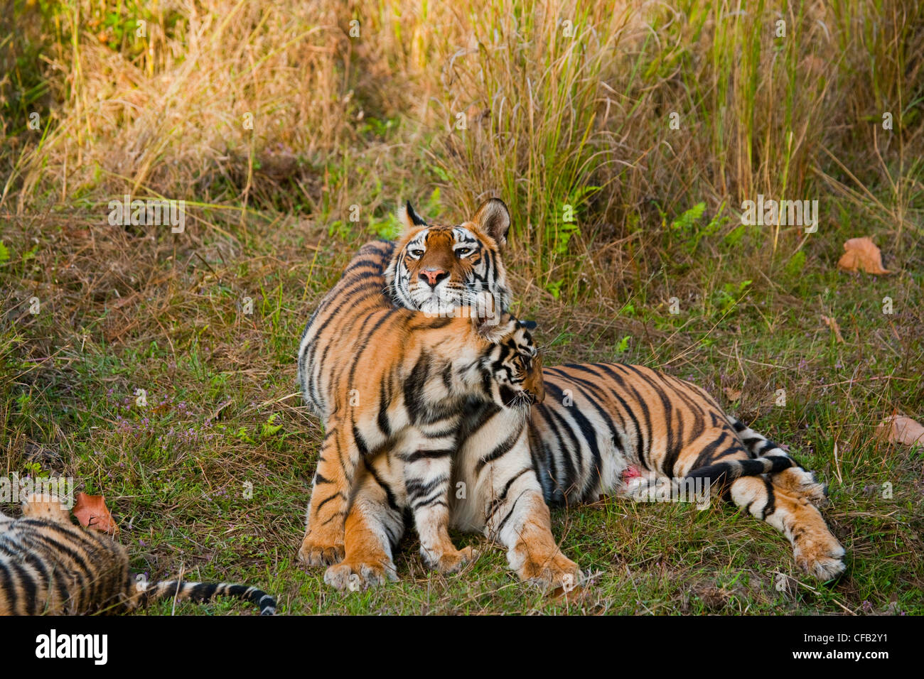 Tigre del Bengala madre con i cuccioli, Bandhavgarh National Park, Madhya Pradesh, India Foto Stock