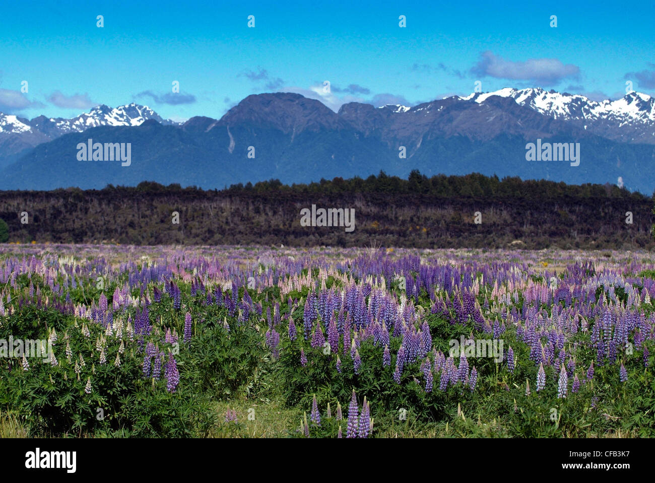 Nuova Zelanda, Isola del Sud, lupini visto sulla strada per il Milford Sound. Non nativo, specie invasive enorme problema. Foto Stock