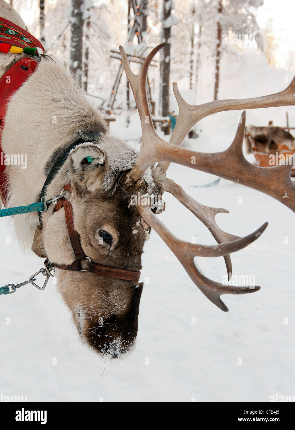 Natale renne sullo sfondo di una foresta di inverno Foto Stock