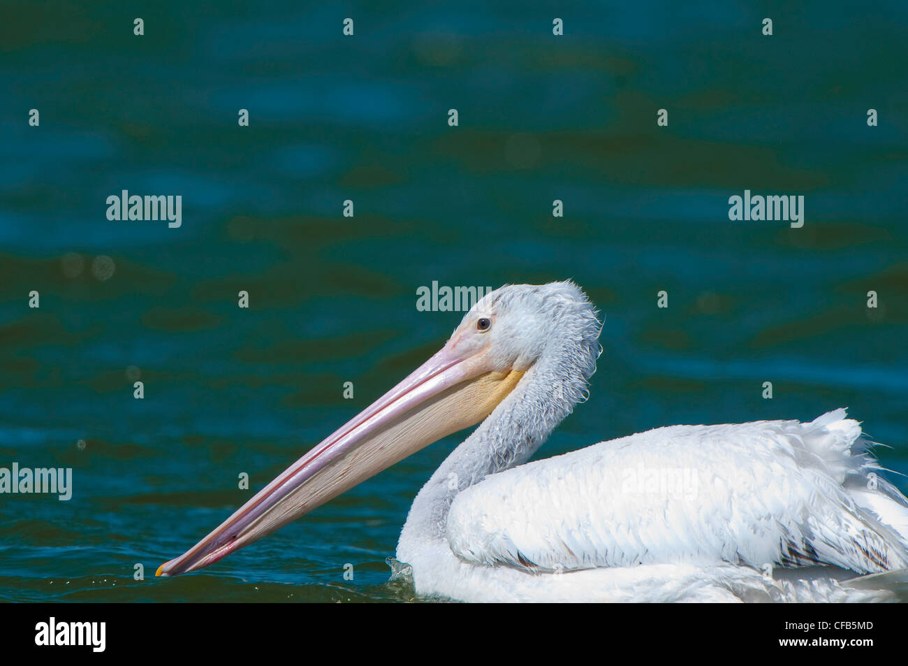 Pelican in Florida oceano atlantico Foto Stock