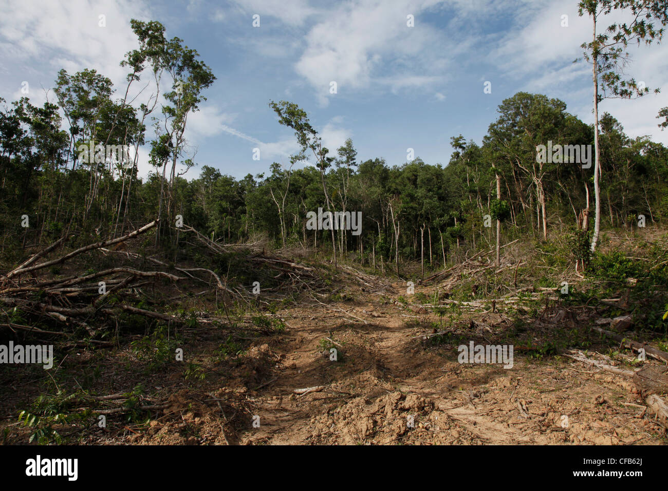 La deforestazione a causa di logging per l'impianto di olio di palma di piantagioni in Sabah, Borneo Malaysia Foto Stock