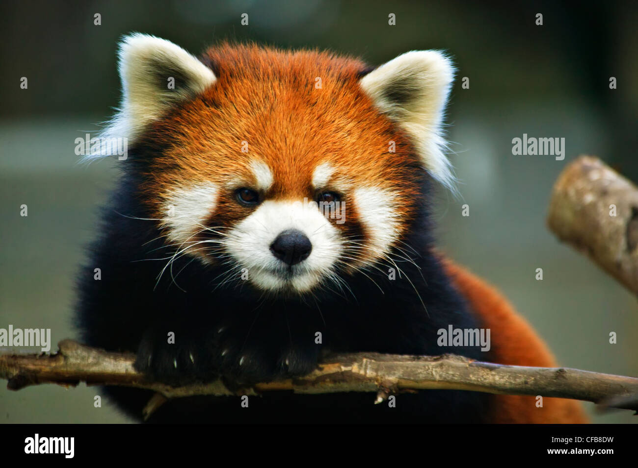 Panda rosso, Ailurus fulgens, animali in via di estinzione, lo zoo di Edmonton, Alberta, Canada Foto Stock