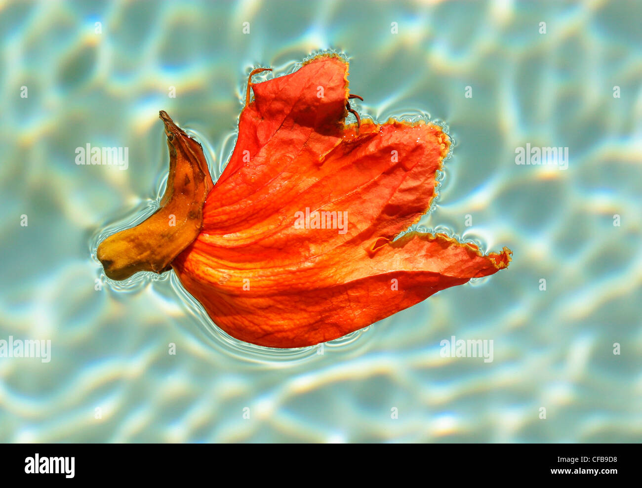 Rosso brillante fiore morto galleggiante sulla superficie di un azzurro piscina Foto Stock