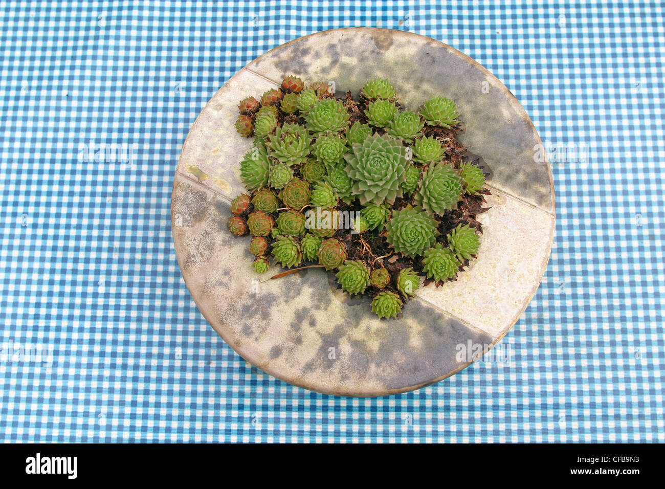 Succulente in recipiente di metallo sul petrolio-panno tovaglia controllati Foto Stock