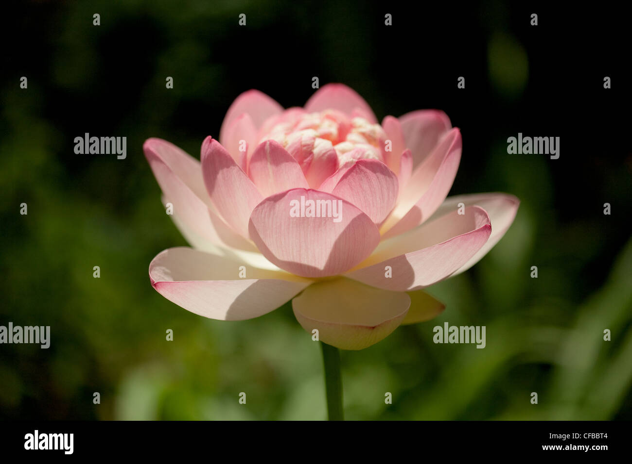 Fiore di Loto in fiore, petali di rosa apertura, all'aperto, giardino Foto Stock