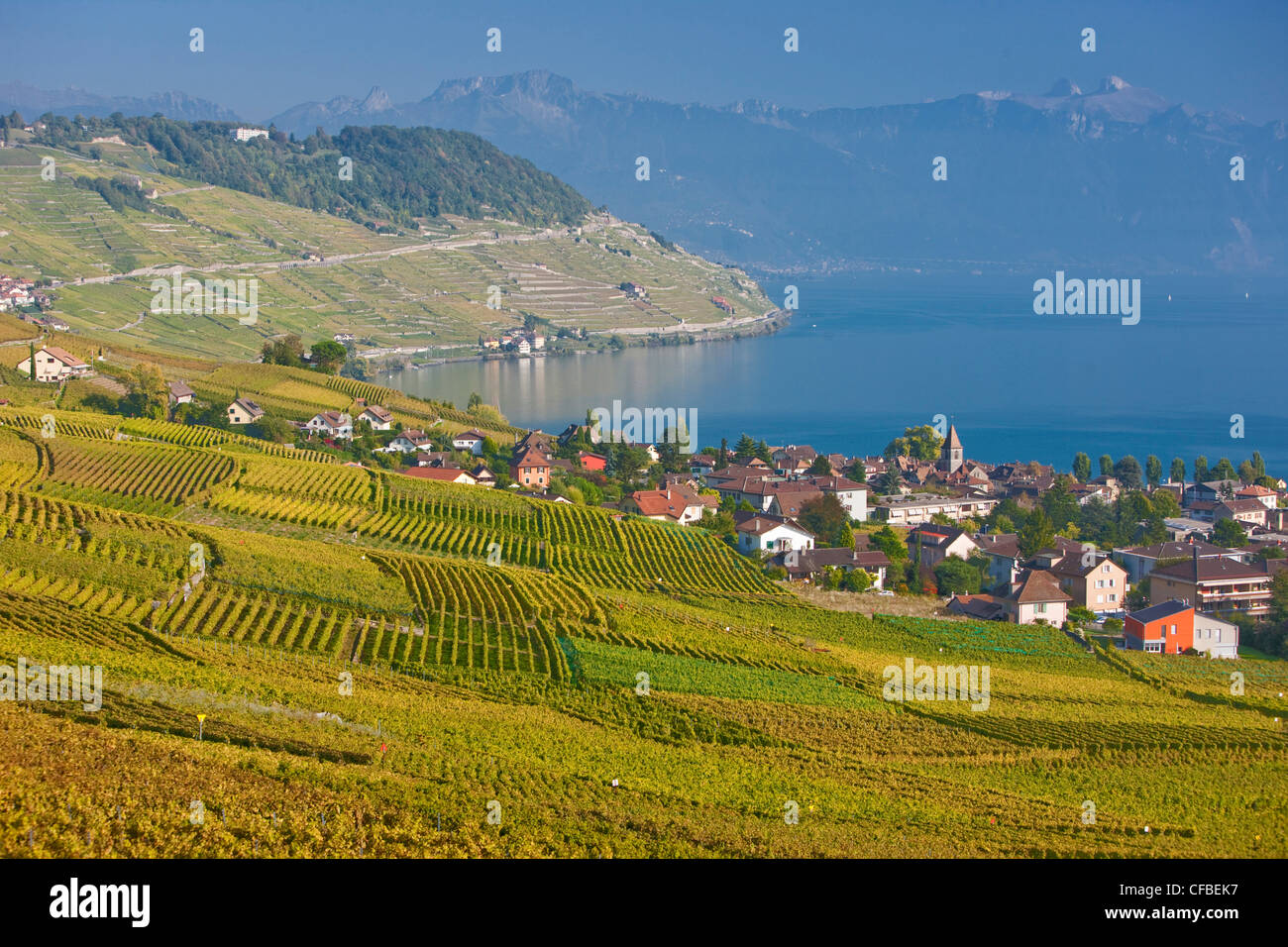 Canton Vaud e di Vaud, Svizzera, Europa, villaggio, lago, vino, germogli, vigneto, la viticoltura, la Svizzera occidentale, Lago gen. Foto Stock